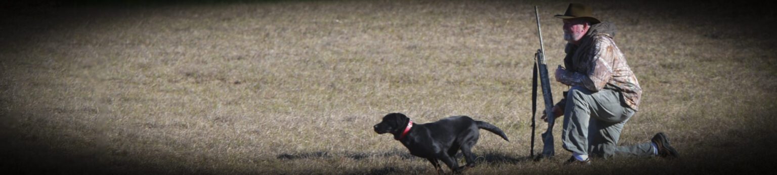 British Labs as Hunters – Prairie Plains Kennels