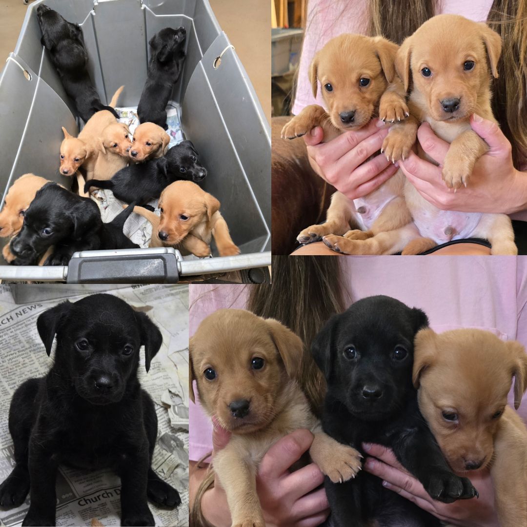 Puppies