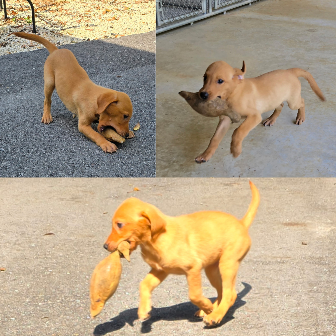Puppies